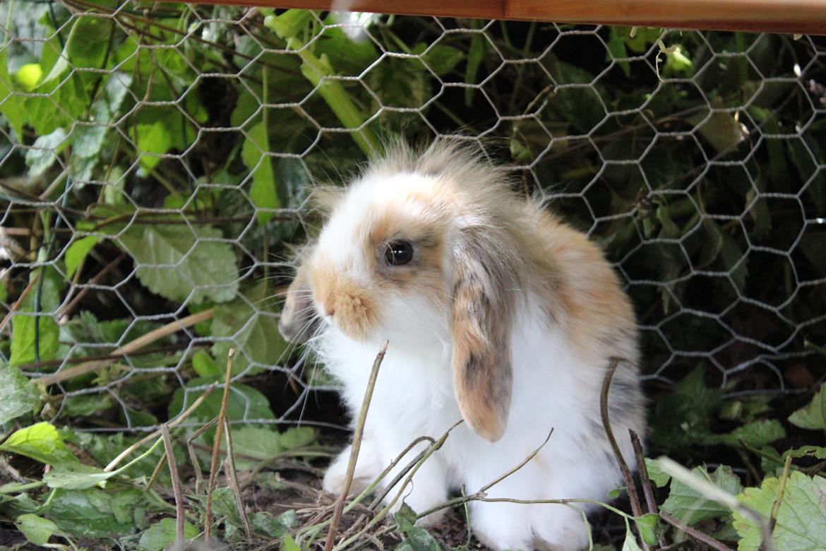 Kanin Elvira billede 4