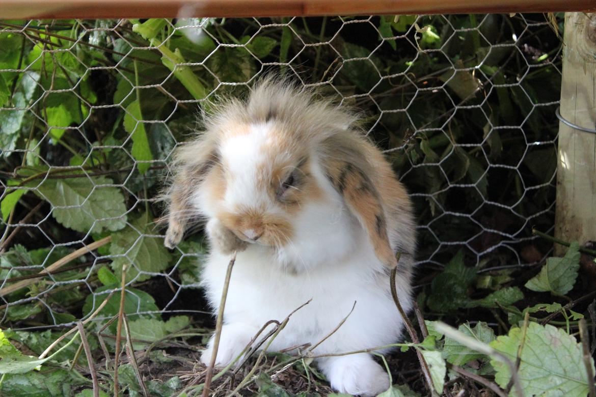 Kanin Elvira billede 5