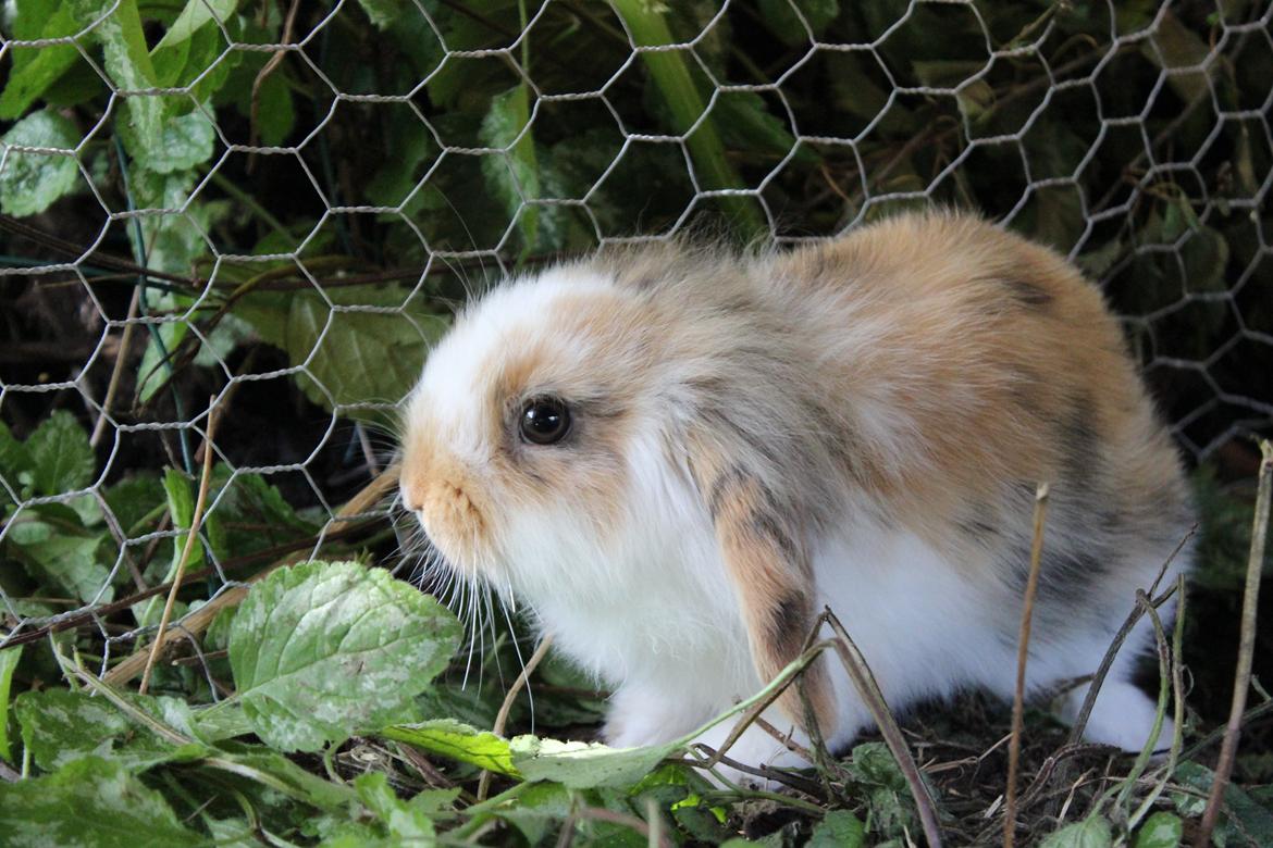 Kanin Elvira billede 7