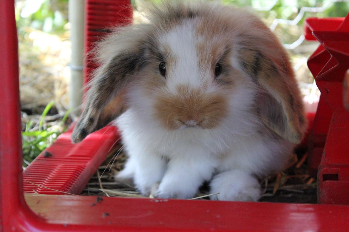 Kanin Elvira billede 8