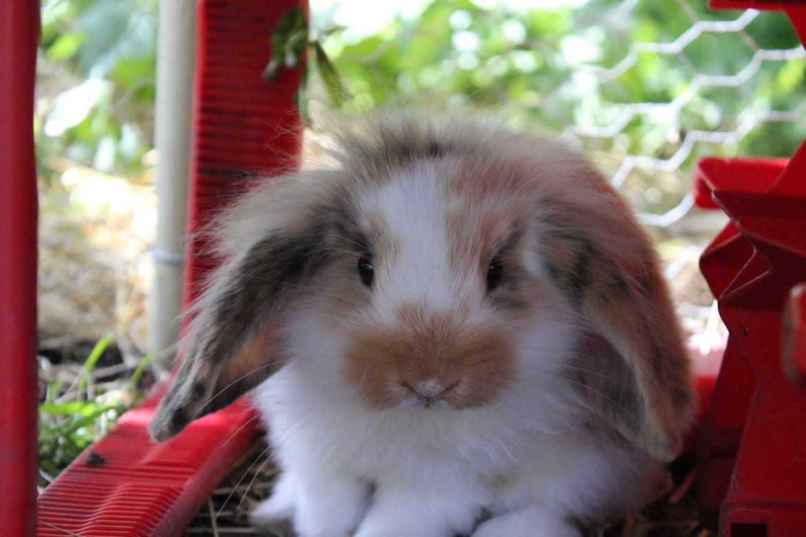 Kanin Elvira billede 9