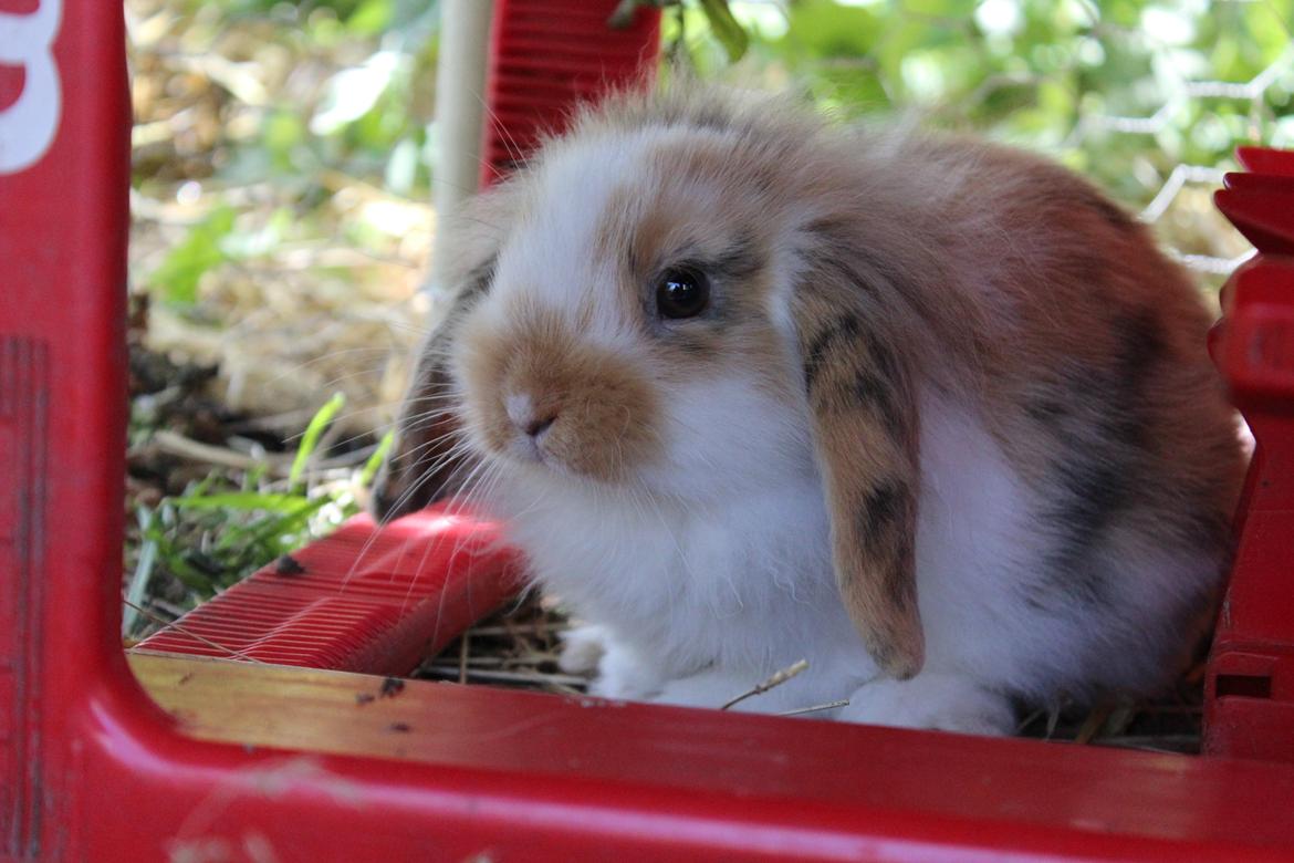 Kanin Elvira billede 10