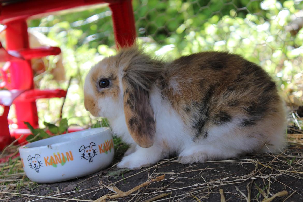 Kanin Elvira billede 11