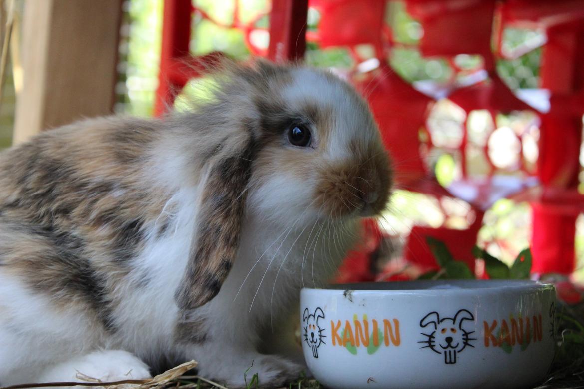 Kanin Elvira billede 12