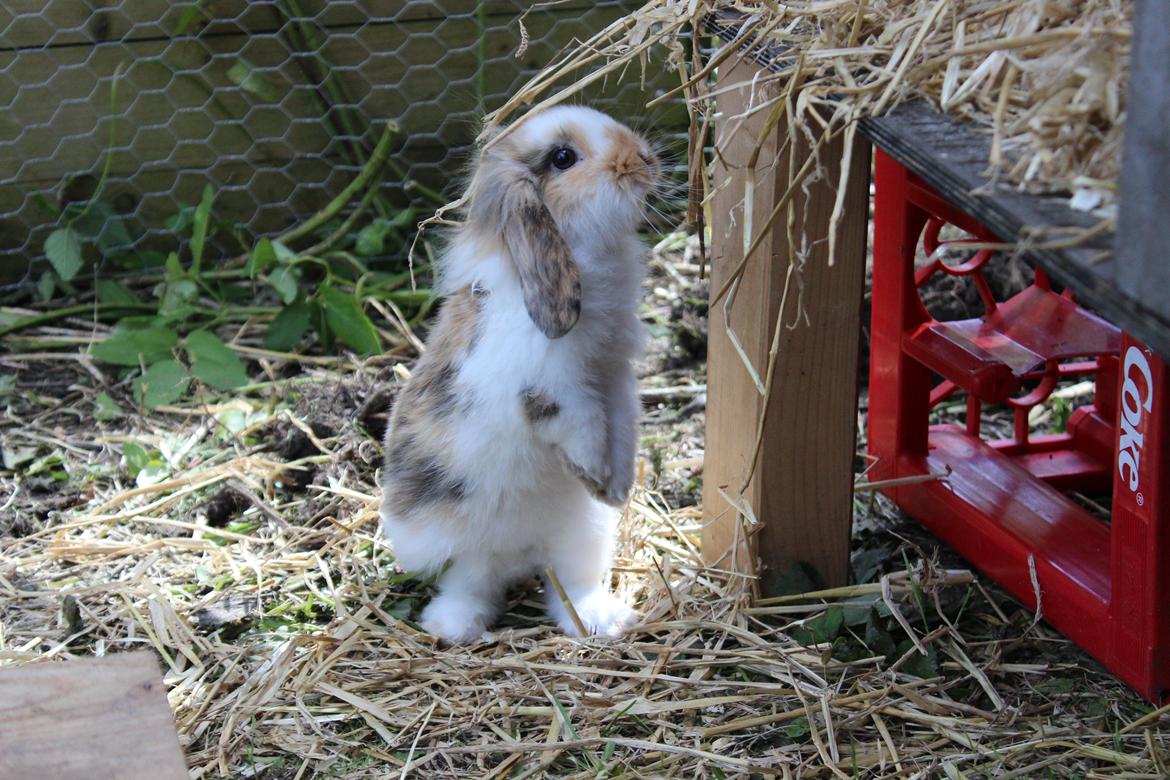 Kanin Elvira billede 13