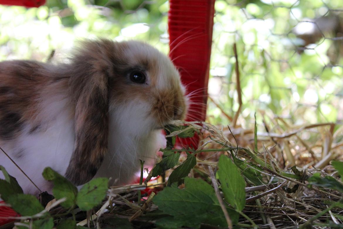 Kanin Elvira billede 14