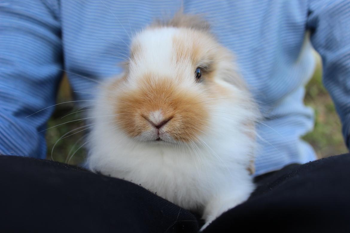 Kanin Elvira billede 15