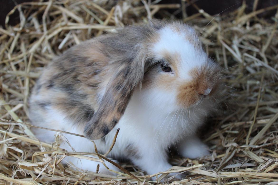 Kanin Elvira billede 16