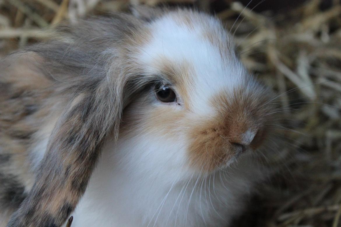 Kanin Elvira billede 17