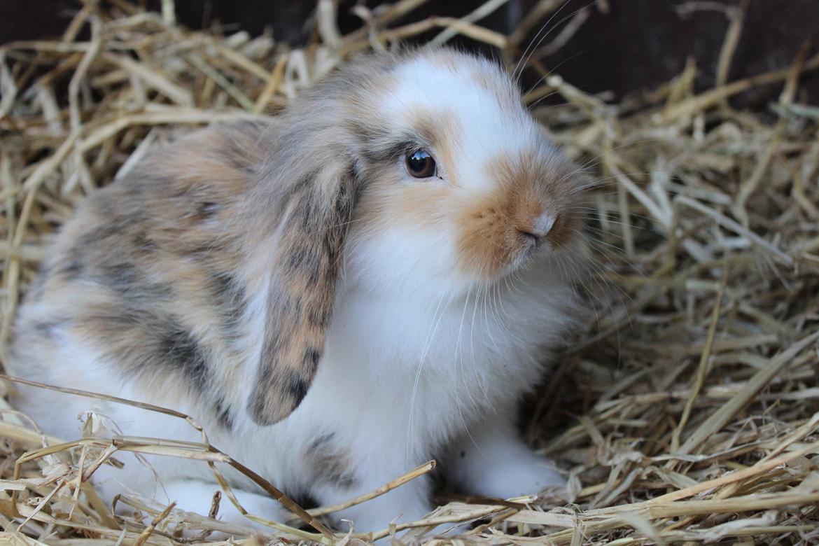 Kanin Elvira billede 18