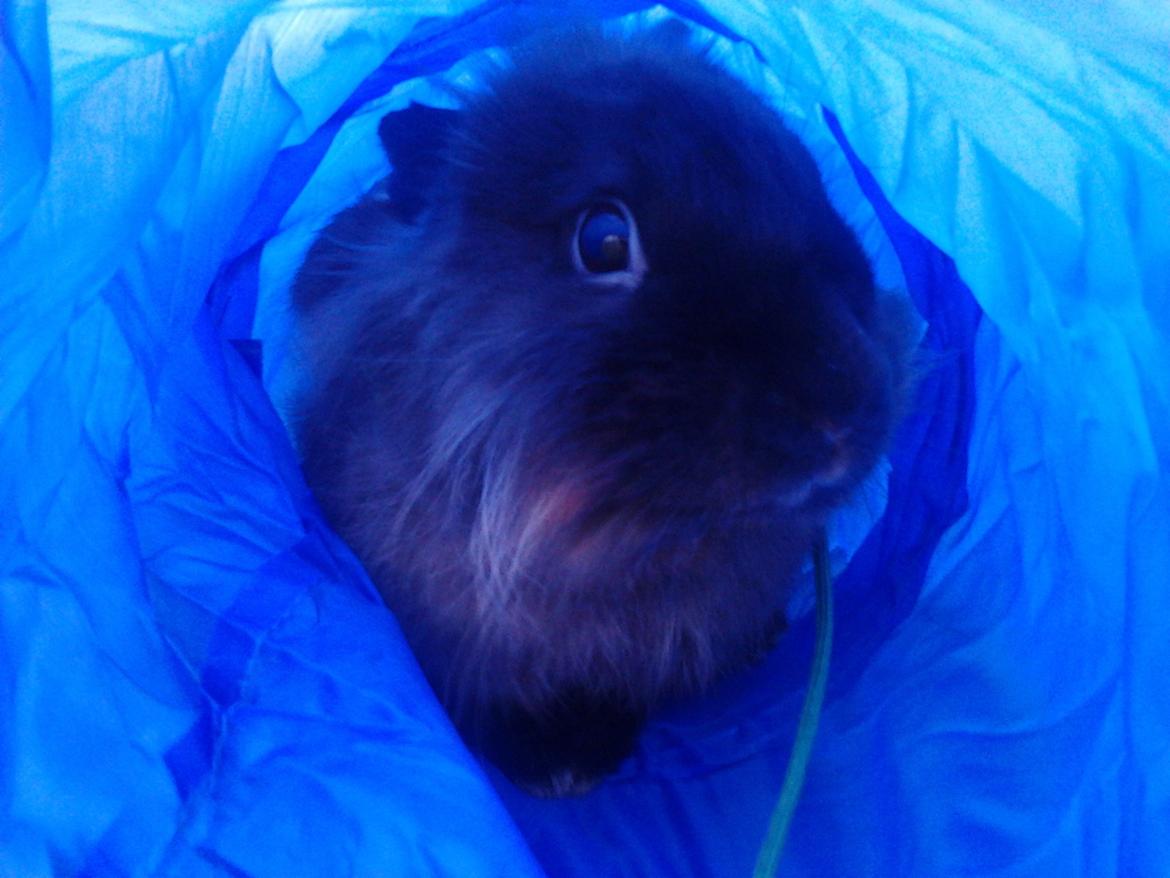 Kanin Pepsi Von Depsen billede 6