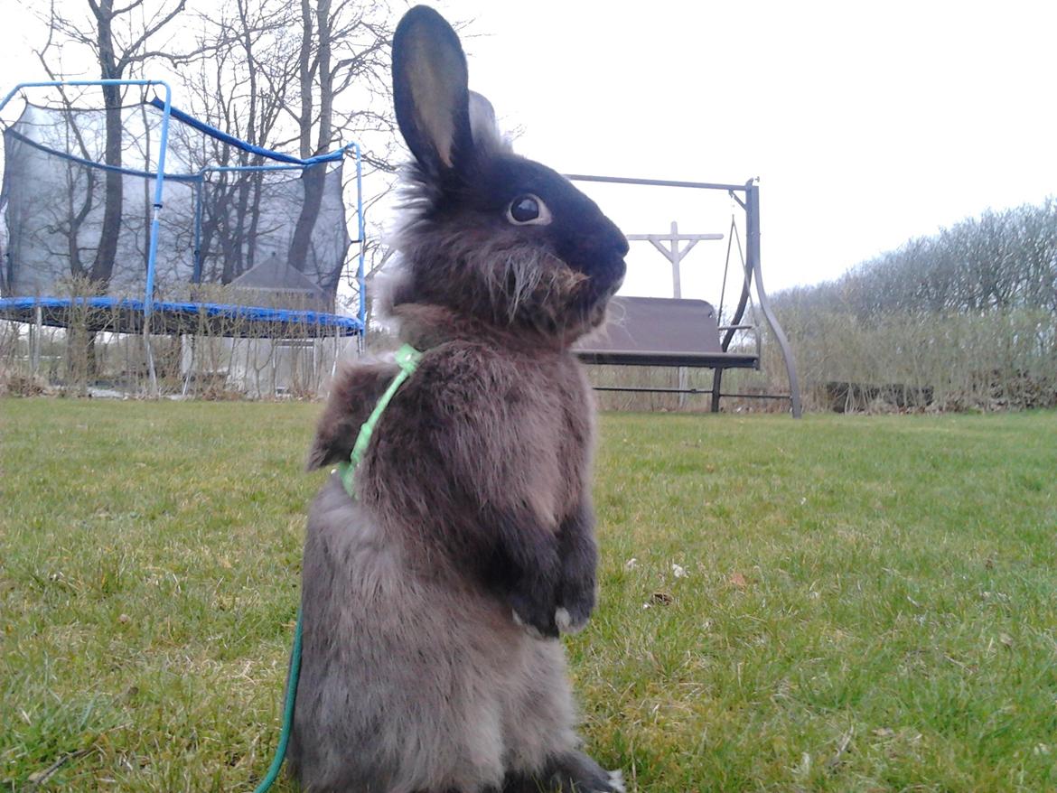 Kanin Pepsi Von Depsen billede 7