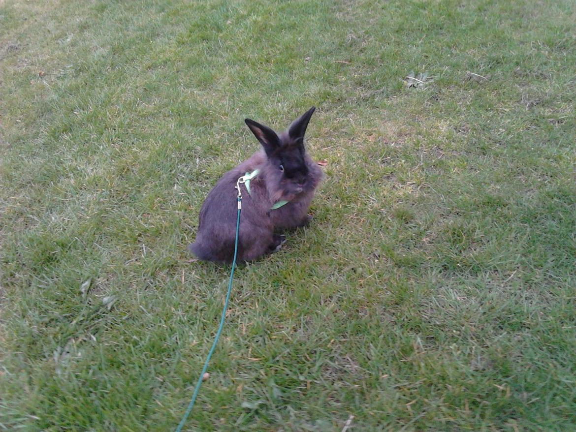 Kanin Pepsi Von Depsen billede 8