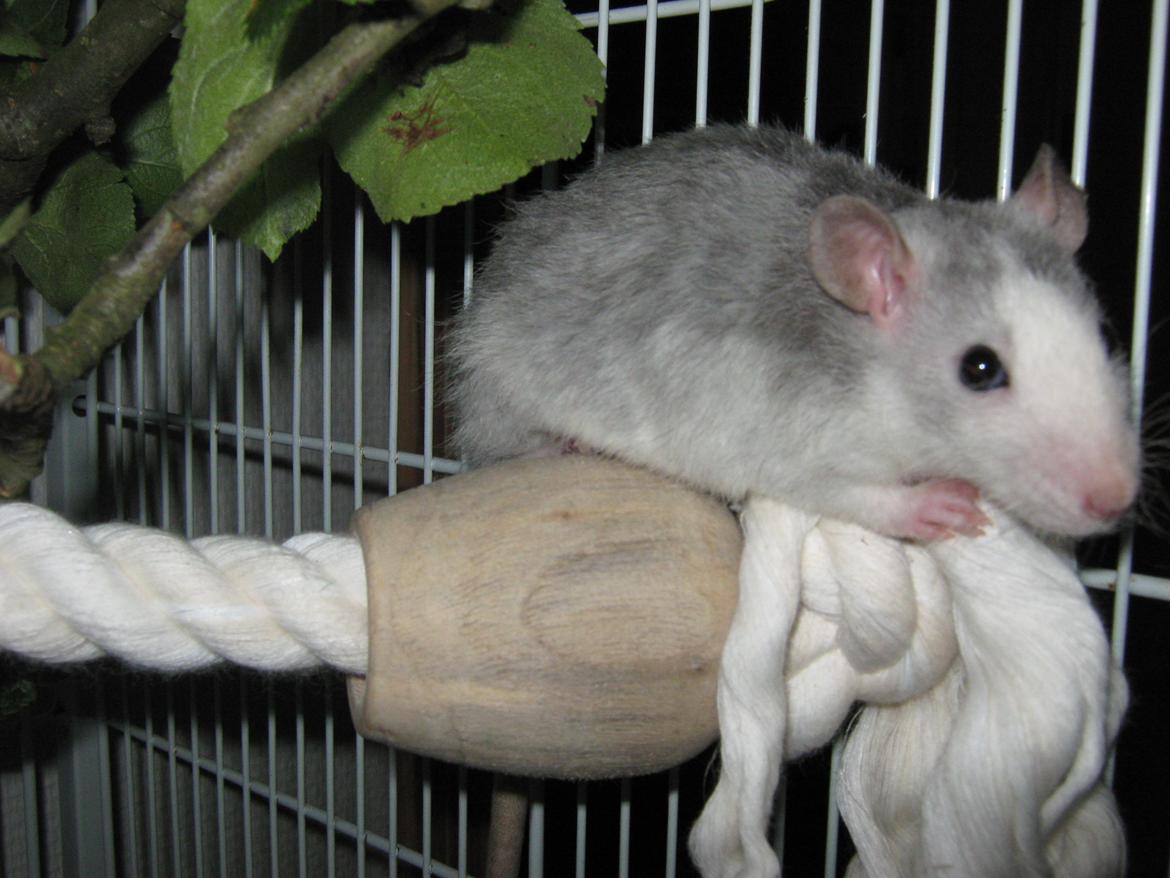 Tamrotte Ulrik billede 14