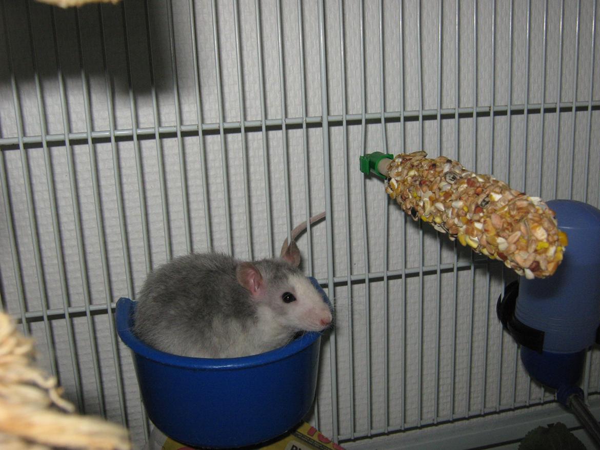 Tamrotte Ulrik billede 15