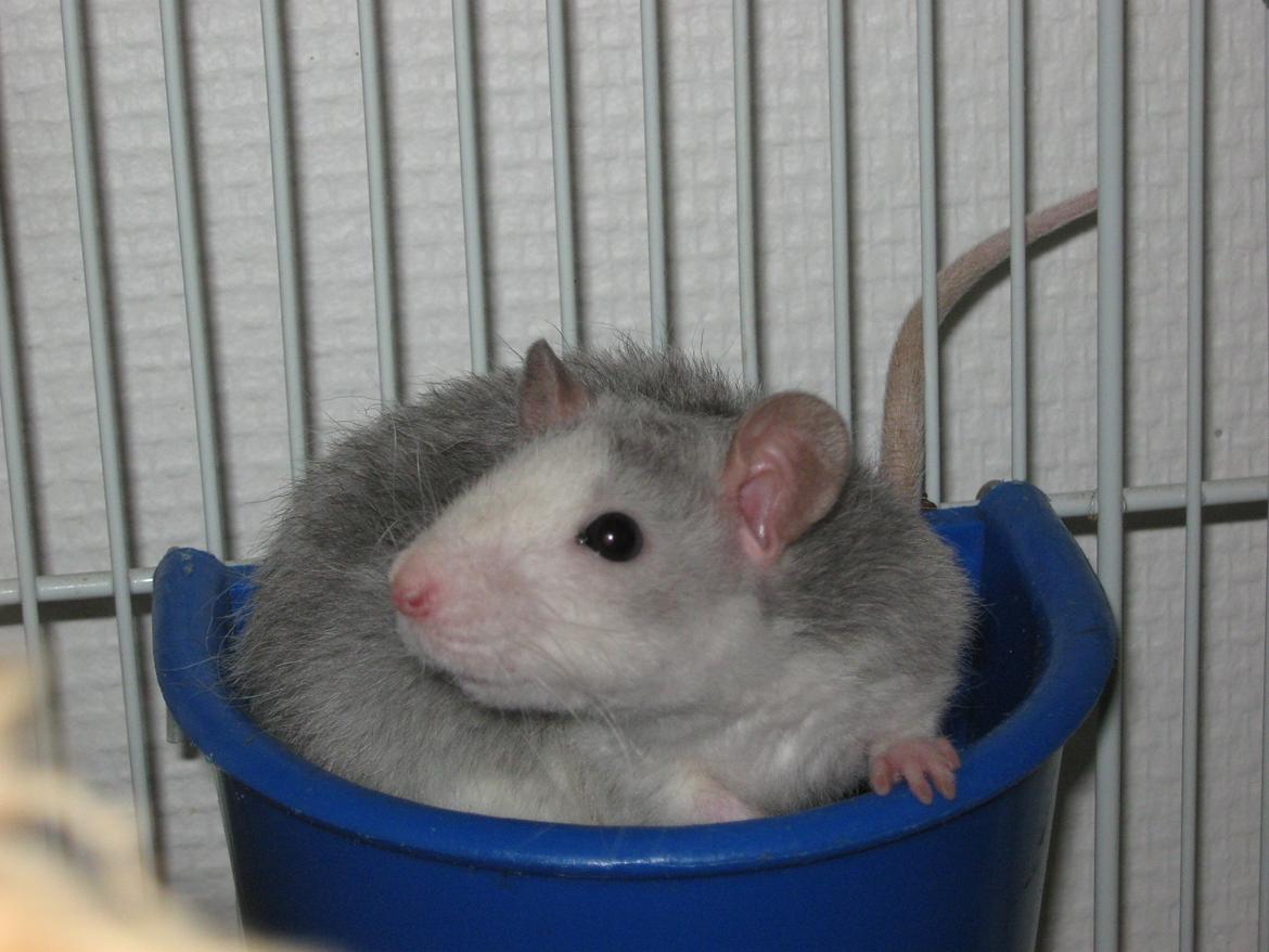 Tamrotte Ulrik billede 16