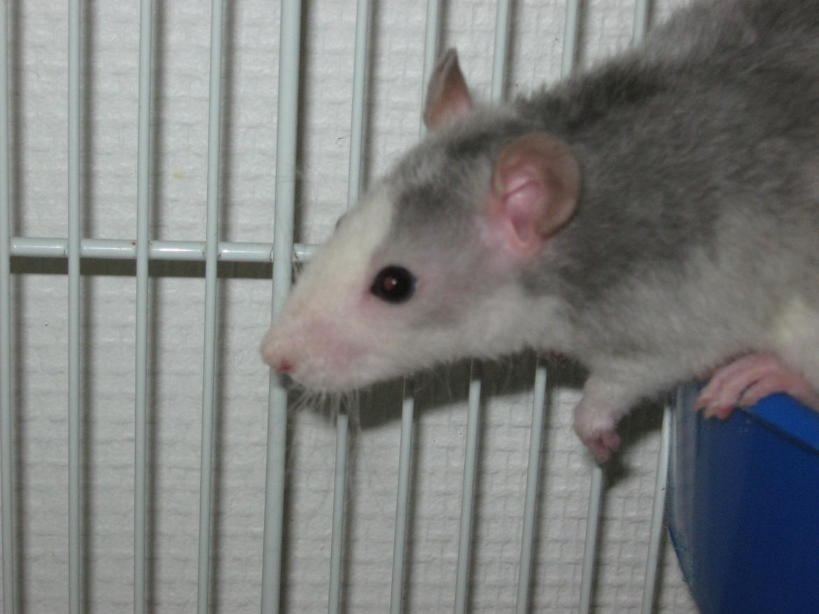 Tamrotte Ulrik billede 17