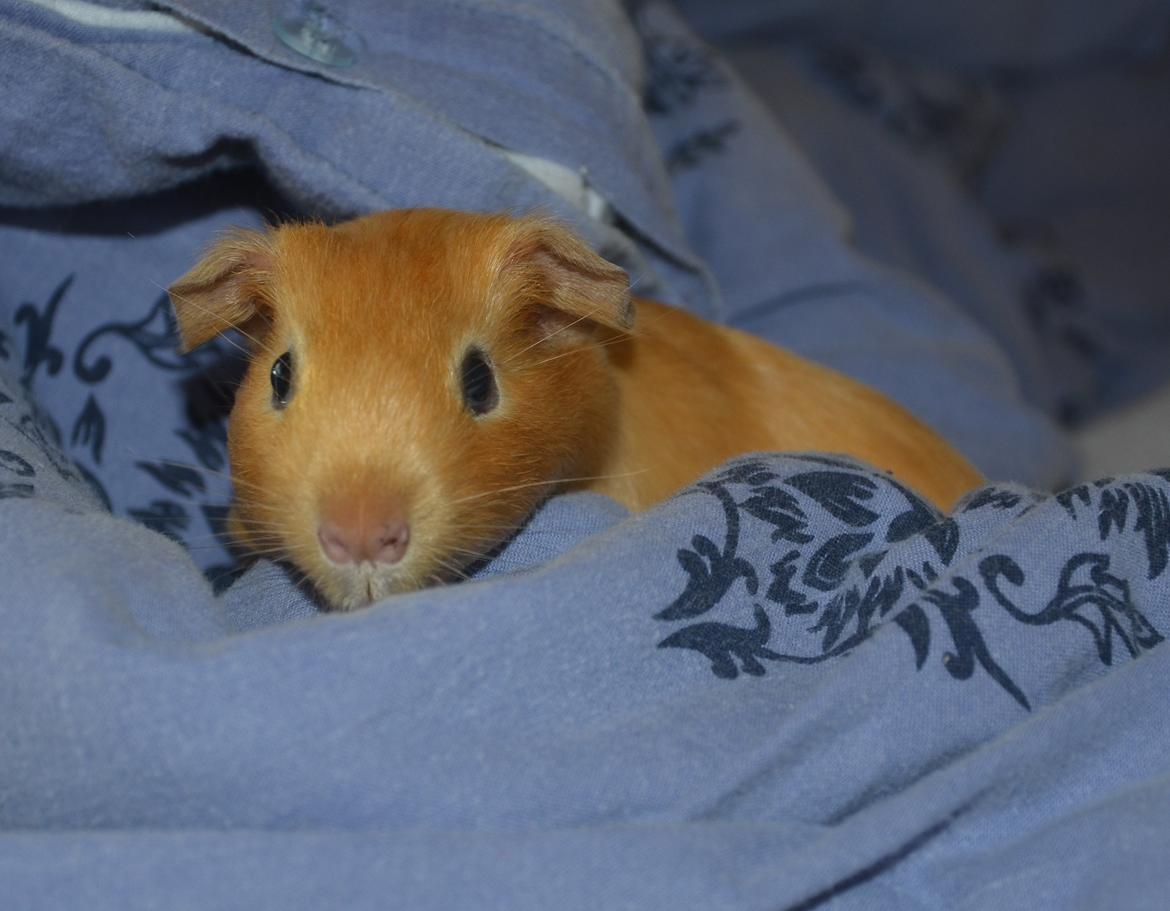 Marsvin Nelly Von Curia billede 9