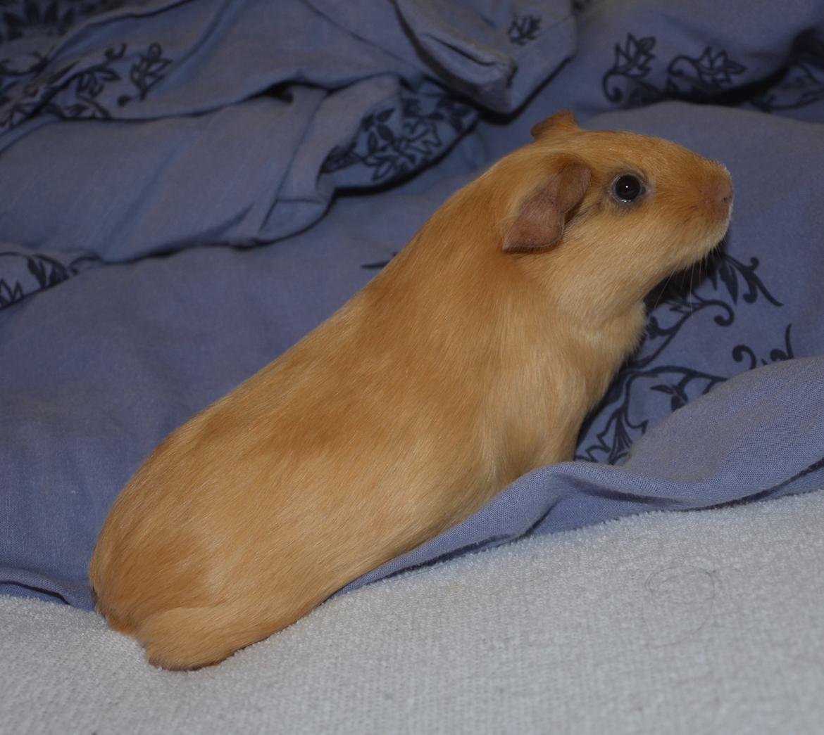 Marsvin Nelly Von Curia billede 10