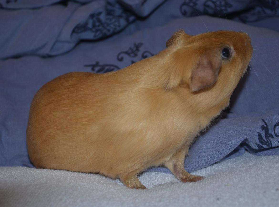 Marsvin Nelly Von Curia billede 11