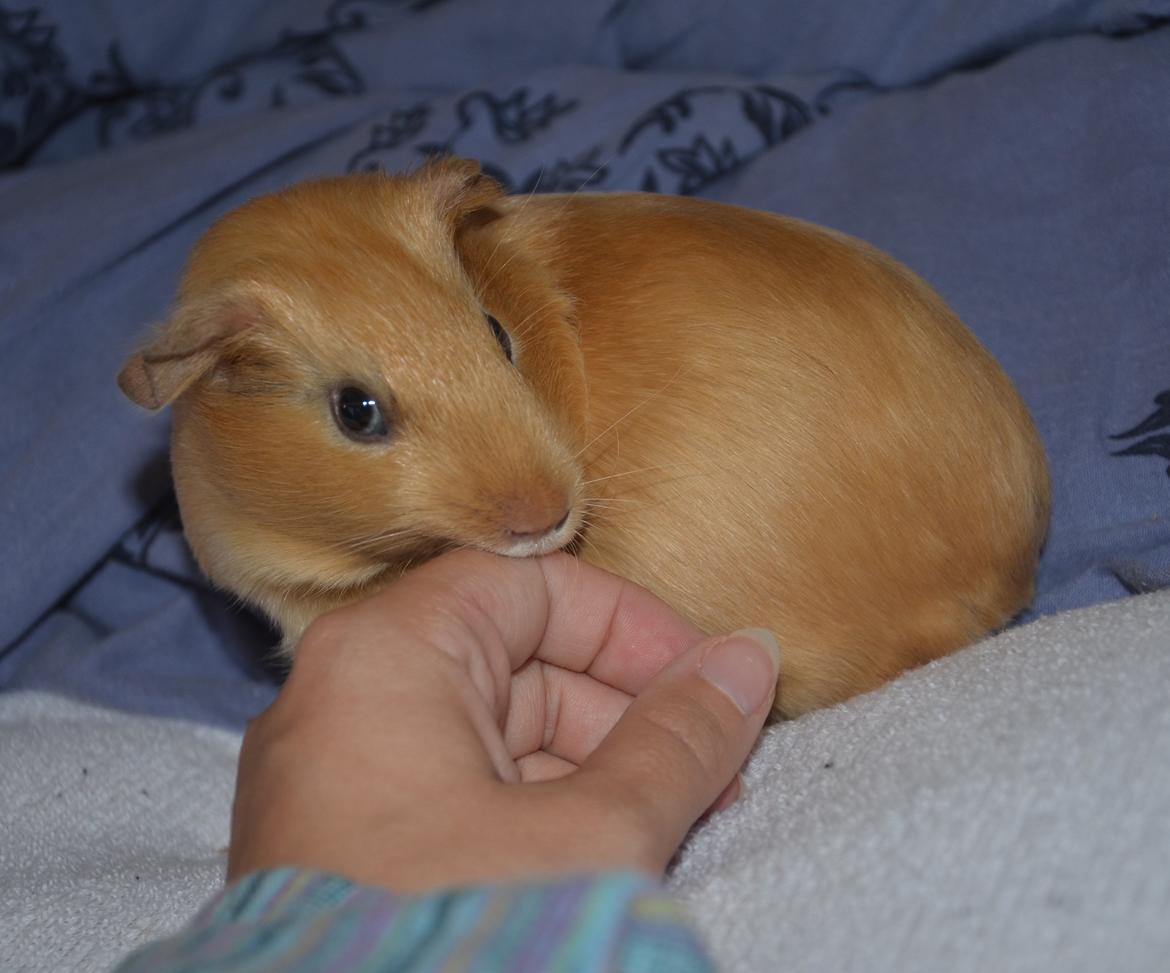 Marsvin Nelly Von Curia billede 12