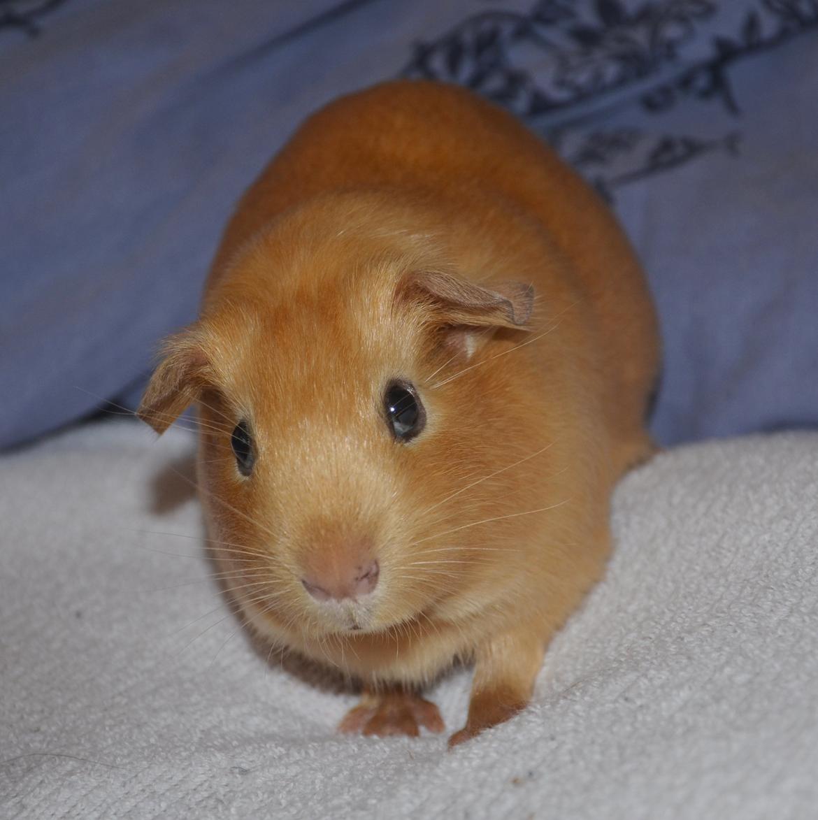 Marsvin Nelly Von Curia billede 13