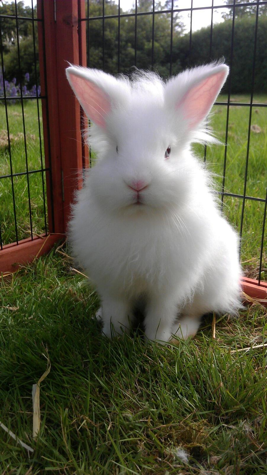 Kanin *Birkegades Snehvide* R.I.P <3 - # 3. Min lille snehvide. Hun er jo bare dejlig <3 <3
8 juli 2012 billede 3