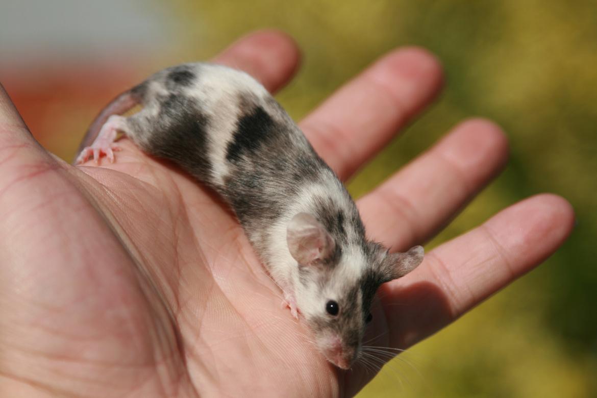 Mus LovelyMouse Chloé billede 1