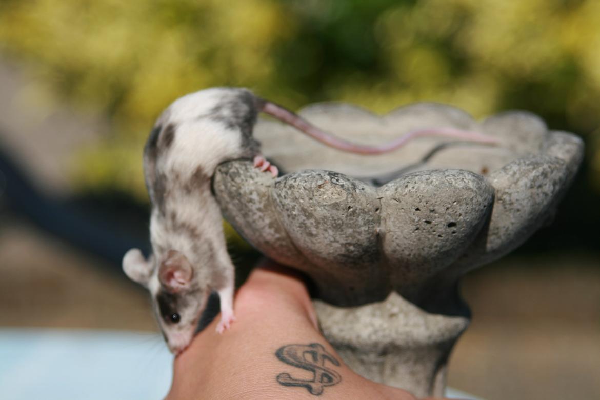 Mus LovelyMouse Chloé billede 2