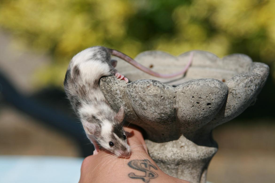 Mus LovelyMouse Chloé billede 3