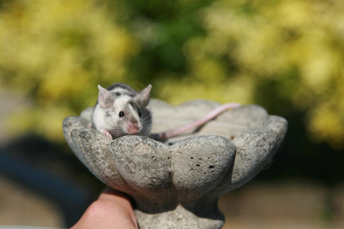 Mus LovelyMouse Chloé billede 4