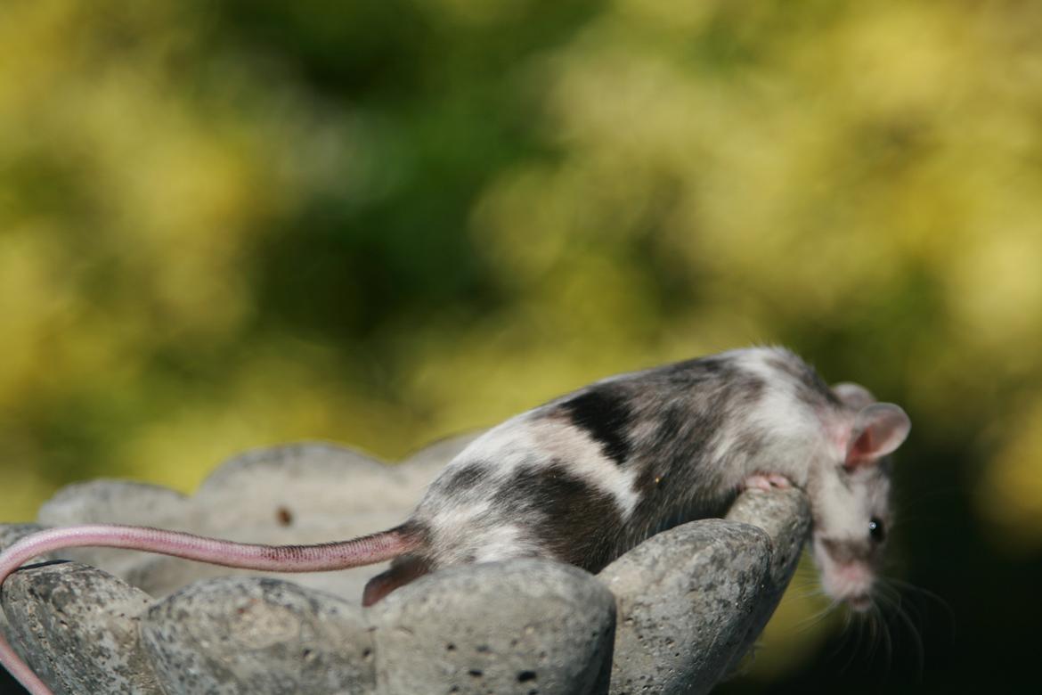 Mus LovelyMouse Chloé billede 5