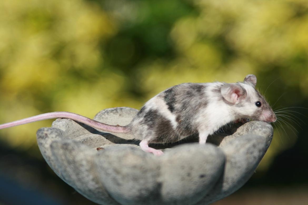 Mus LovelyMouse Chloé billede 6