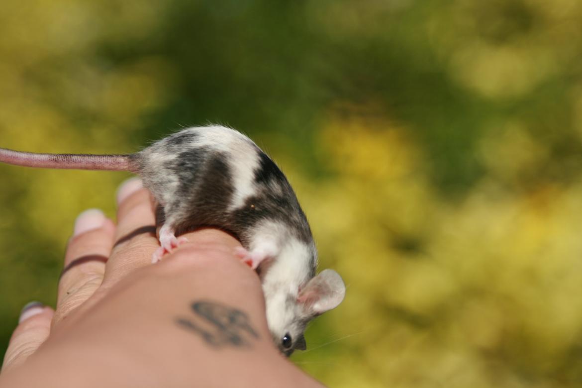 Mus LovelyMouse Chloé billede 7