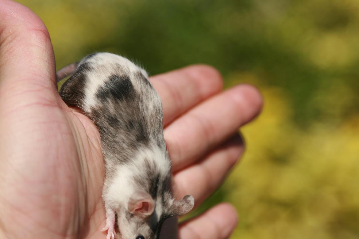 Mus LovelyMouse Chloé billede 8