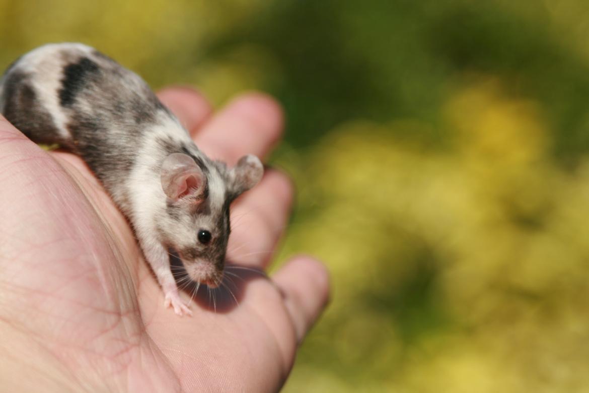 Mus LovelyMouse Chloé billede 9