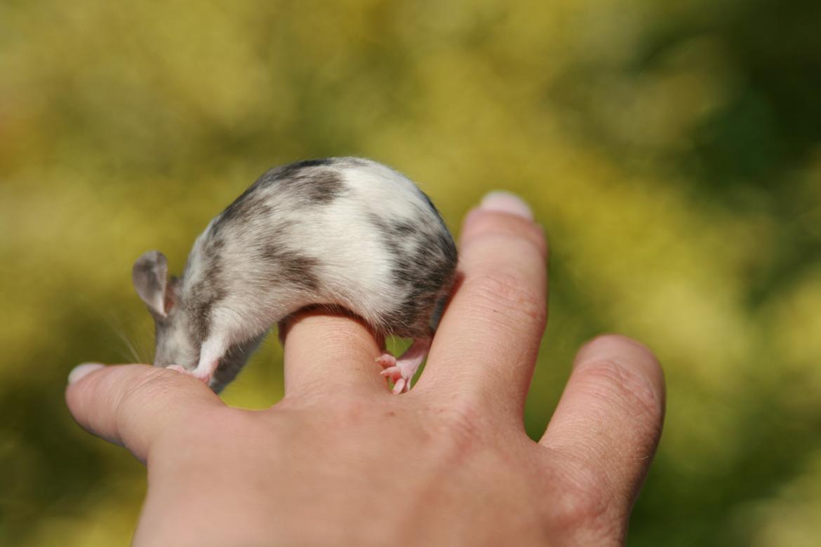 Mus LovelyMouse Chloé billede 10