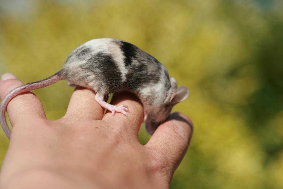 Mus LovelyMouse Chloé billede 11