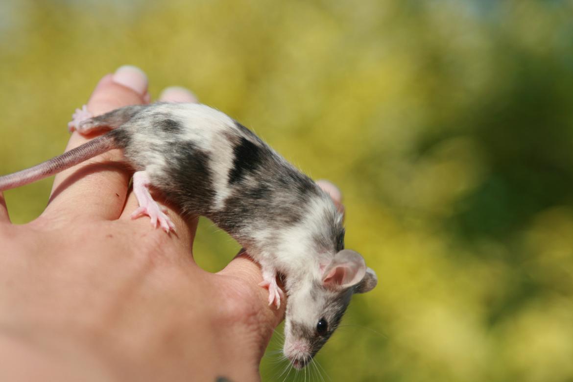 Mus LovelyMouse Chloé billede 12