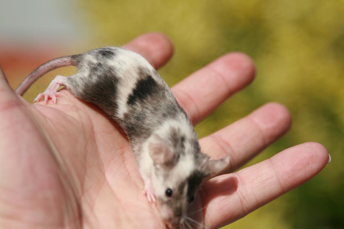 Mus LovelyMouse Chloé billede 13