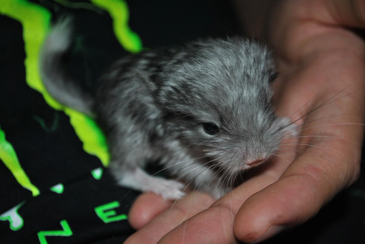 Chinchilla Bib - Dag 4 billede 5