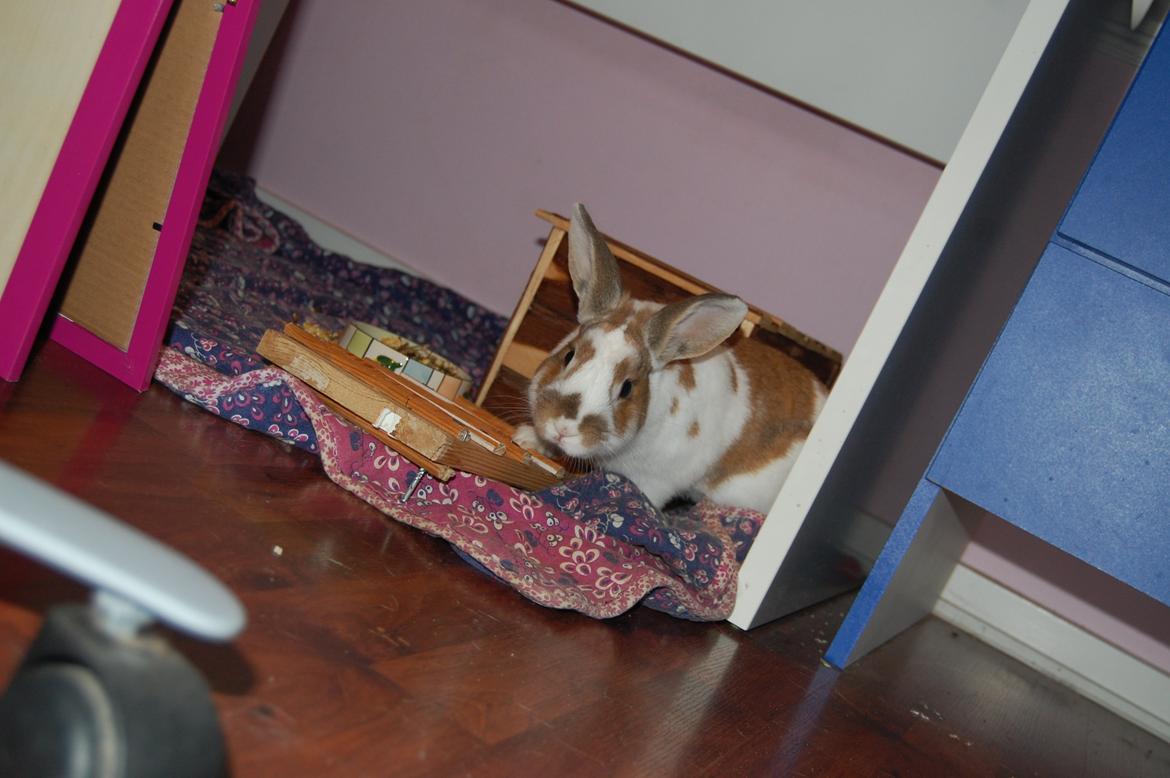 Kanin Hyggegården´s Ninus<3 (Stjernen) My little s billede 11