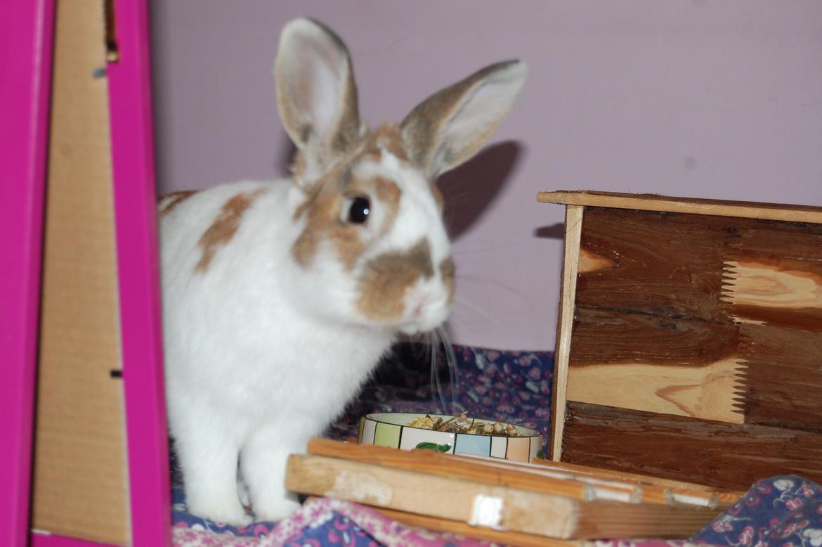 Kanin Hyggegården´s Ninus<3 (Stjernen) My little s billede 12