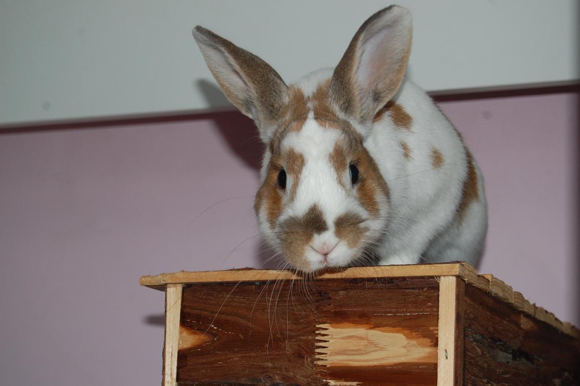 Kanin Hyggegården´s Ninus<3 (Stjernen) My little s billede 13