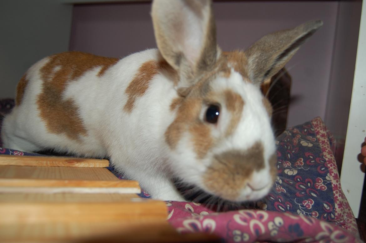 Kanin Hyggegården´s Ninus<3 (Stjernen) My little s billede 14