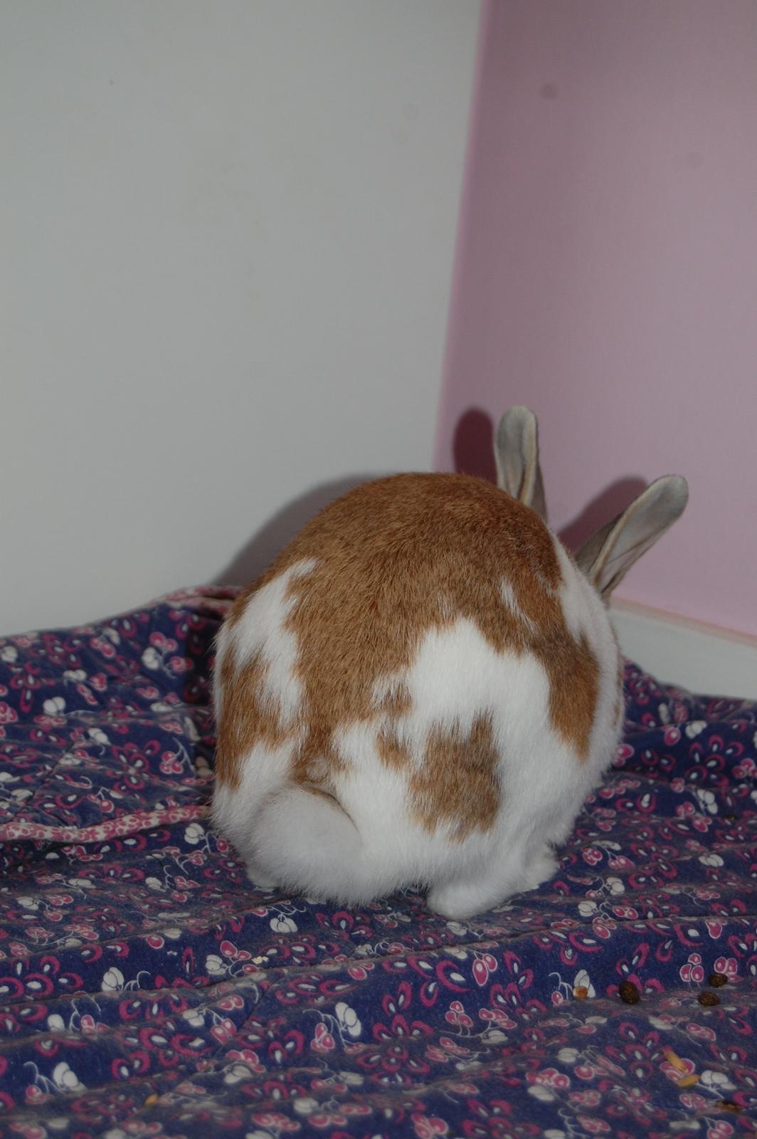 Kanin Hyggegården´s Ninus<3 (Stjernen) My little s billede 15