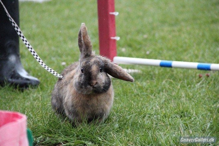 Kanin Staldlyne's Damon billede 1