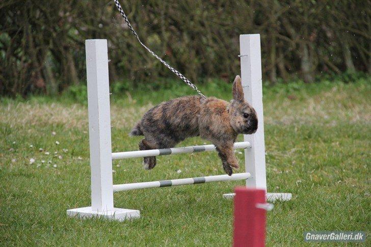 Kanin Staldlyne's Damon billede 2