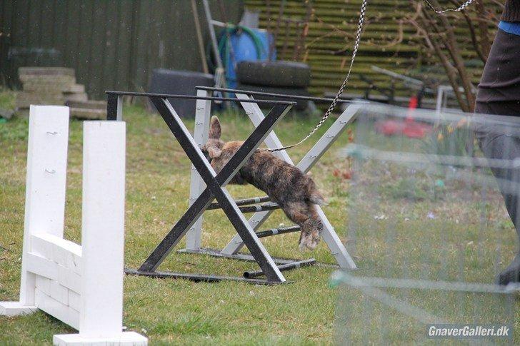 Kanin Staldlyne's Damon billede 5