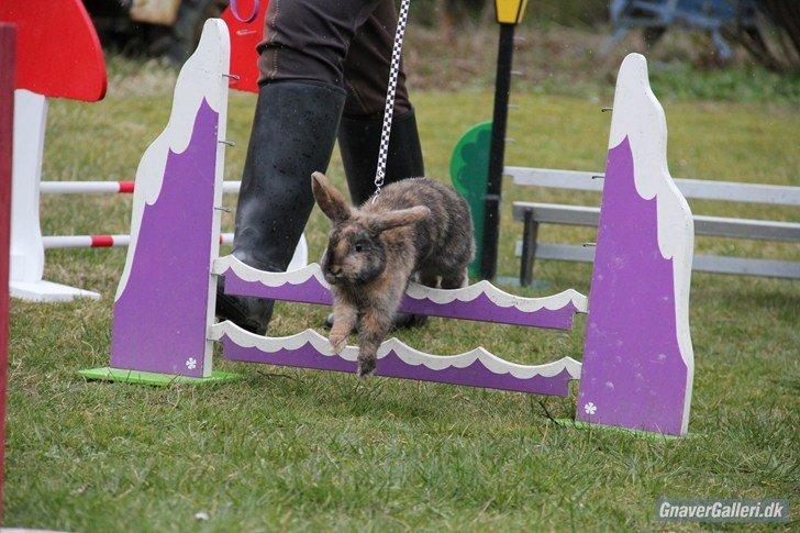 Kanin Staldlyne's Damon billede 6